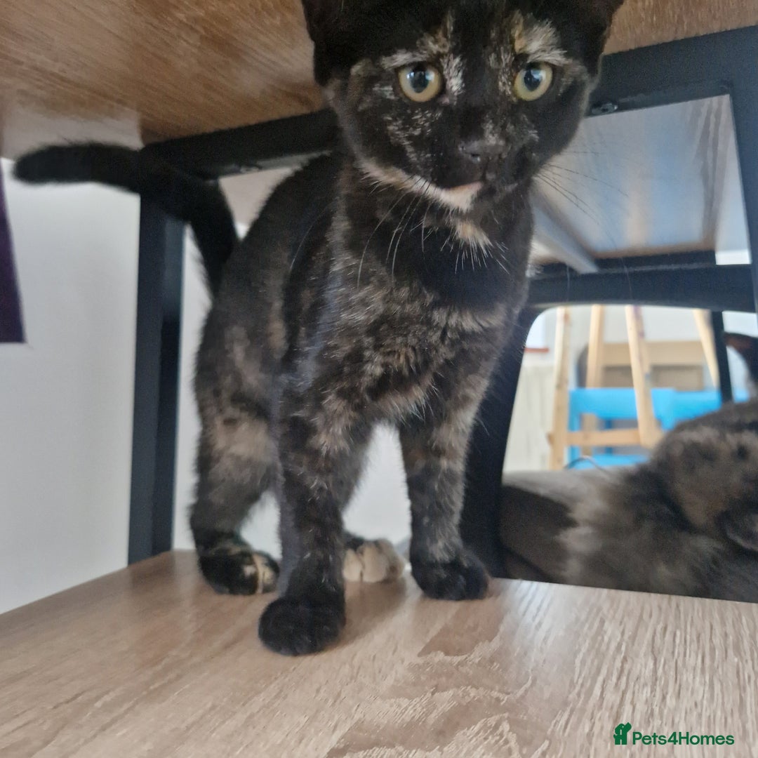 Mixed Breed cats for sale: Mixed Breed Kitten 4 - Somali female kitten for sale - Image 6