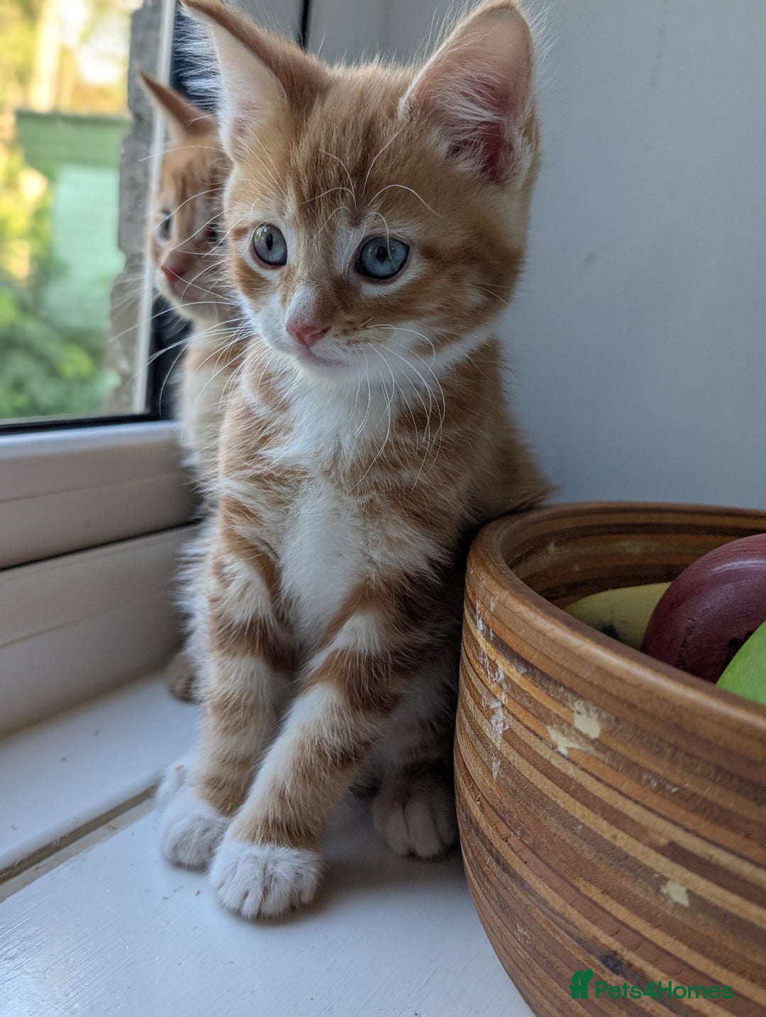 Mixed Breed cats for sale: We're just waiting for the perfect new home - Image 12