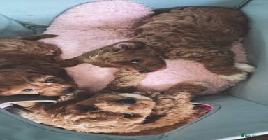 Cockapoo dogs - Advert 1