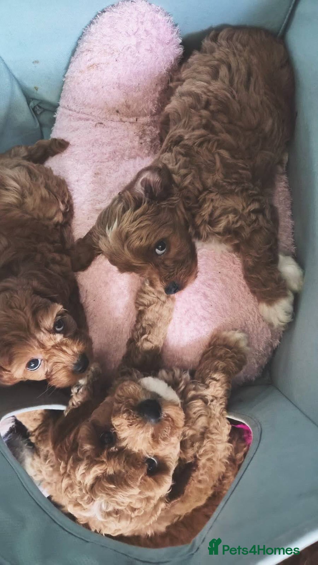 Cockapoo dogs for sale: Very unique Asian Toy Cockerpoos - Image 2