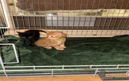 Mixed Breed cats for sale: beautiful kittens for sale - Image 13