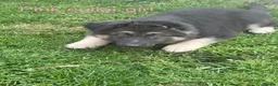 German Shepherd dogs for sale: RARE BLUE GERMAN SHEPHERD PUPPIES KC  - Advert 7