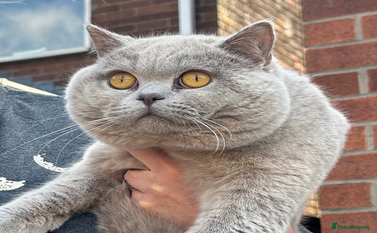British Shorthair cats - Advert 2