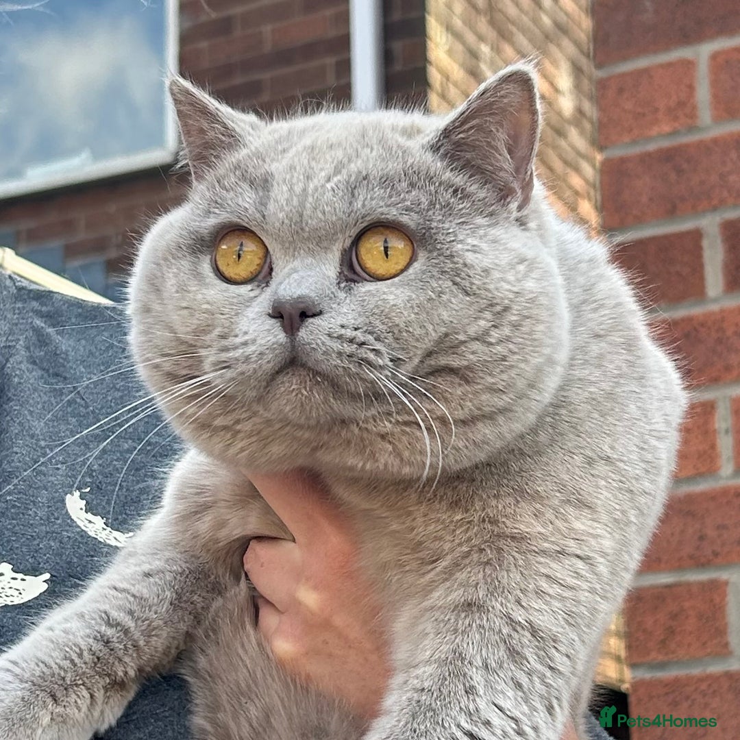 British Shorthair cats for stud: GCCF Champion Active Lilac Male for Stud Services  - Image 1
