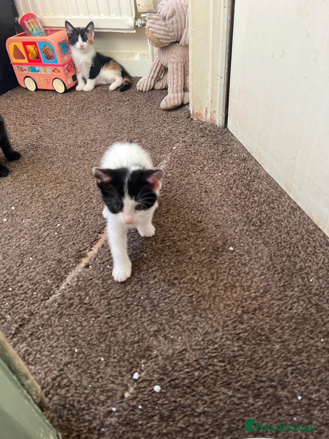 Domestic Shorthair cats for sale: 4 beautiful kittens 3 female 1 male - Image 4