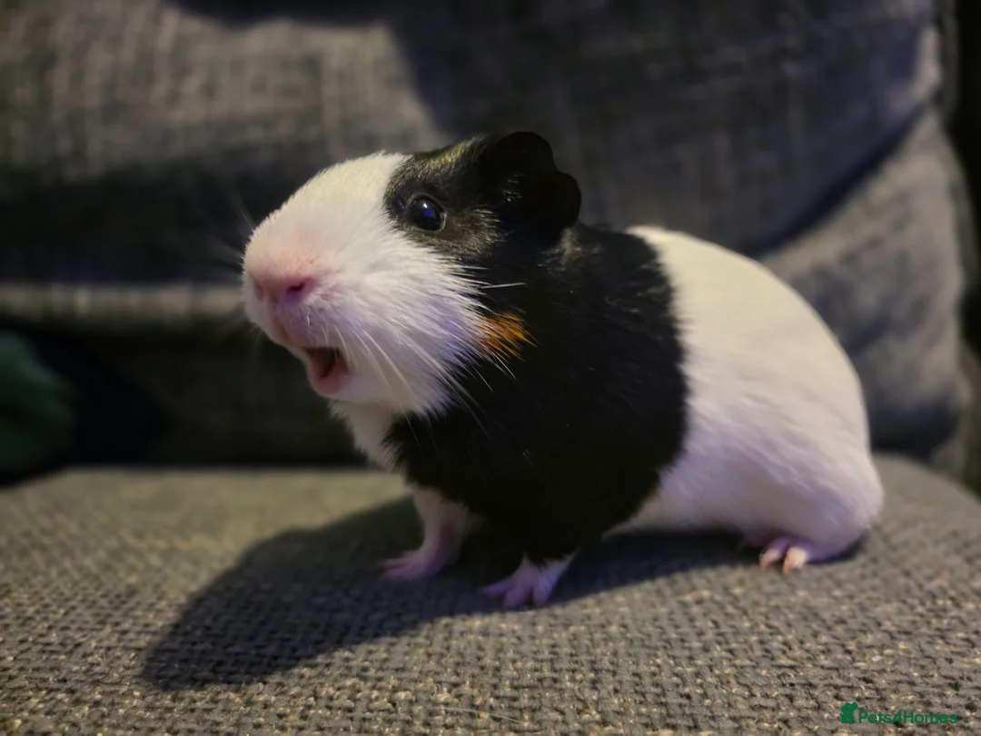 Guinea Pig rodents for sale: Boar/male guinea pigs in Weymouth - Advert 13