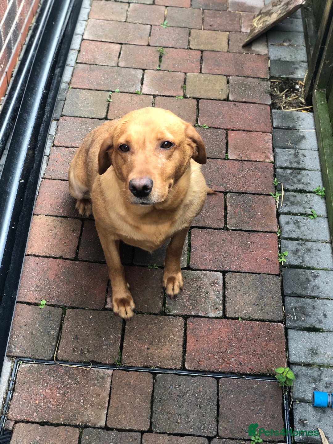Labrador Retriever dogs for sale: Labrador bitch for sale  - Image 1