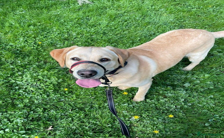 Labrador Retriever dogs - Advert 2
