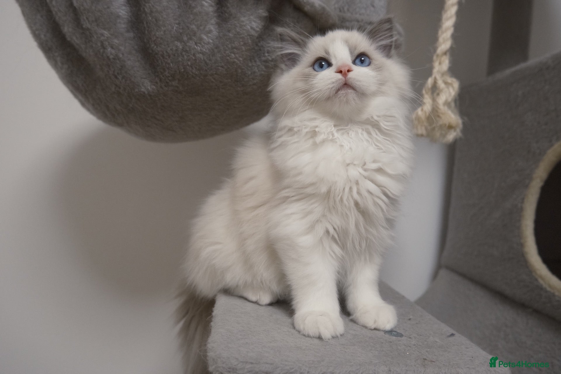 Ragdoll cats for sale: Champion Chunky Ragdoll Kittens-Famous R Bloodline - Advert 2