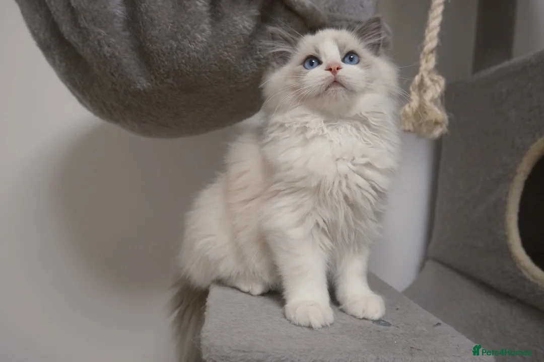 Ragdoll cats for sale: Champion Chunky Ragdoll Kittens-Famous R Bloodline - Advert 2