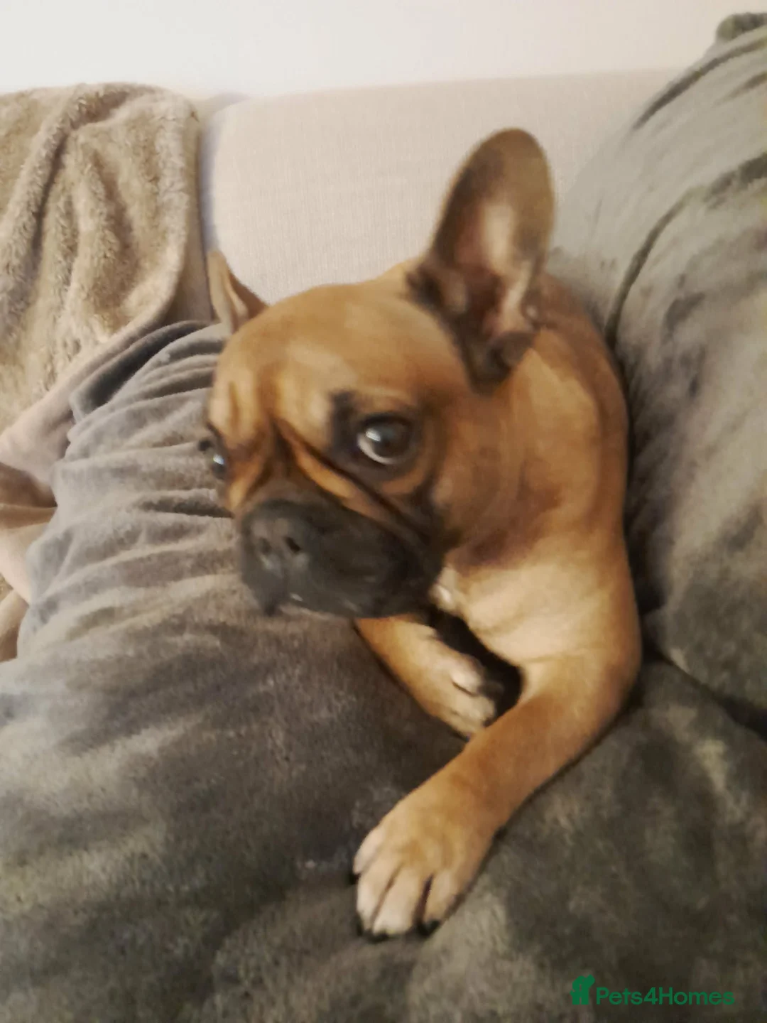 French Bulldog dogs for sale: Nala - Frenchie - Advert 2