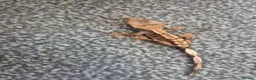 Gecko reptiles for sale: Female Crested Gecko - Advert 12