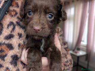 Mixed Breed dogs 1 Girl Left small Jack X spaniel Puppies Ready - Advert 15