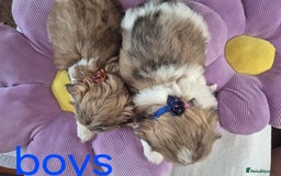 Shih Tzu dogs for sale: Cute Shih-Tzu puppies😍😍😍 - Image 7