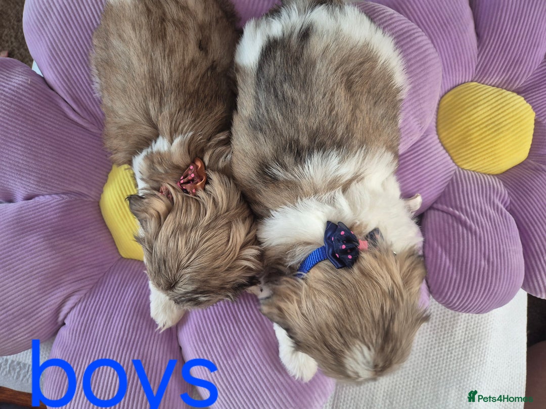 Shih Tzu dogs for sale: Cute Shih-Tzu puppies😍😍😍 - Image 7