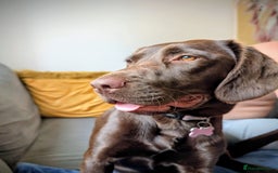 Springador dogs for sale: Beautiful springador girl - Image 5