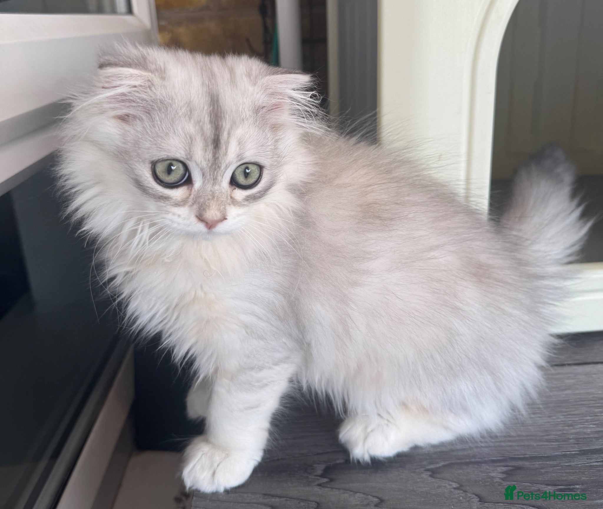 Scottish Fold cats Scottish Fold class & chinchilla Kittens Available - Advert 2