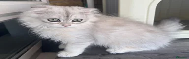 Scottish Fold 6