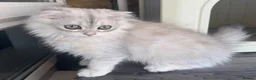Scottish Fold cats for sale: Scottish Fold class & chinchilla Kittens Available - Advert 1