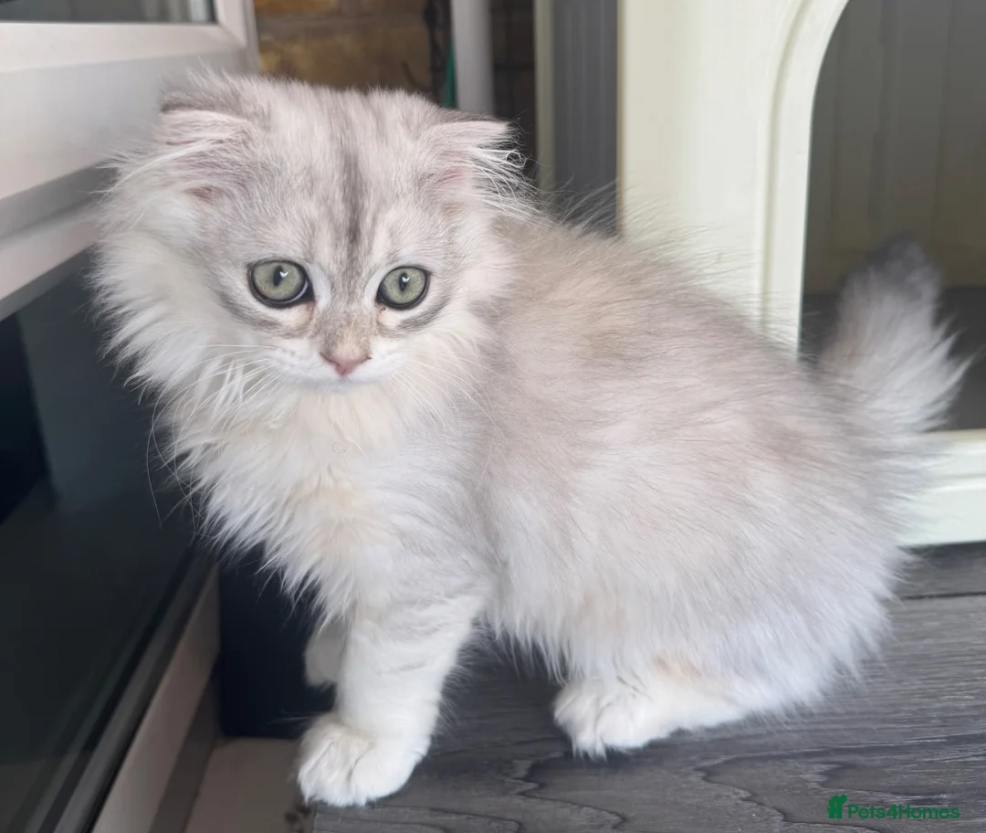 Scottish Fold cats for sale: Scottish Fold class & chinchilla Kittens Available - Advert 1