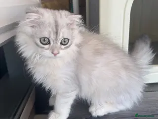 Scottish Fold cats Scottish Fold class & chinchilla Kittens Available - Advert 9