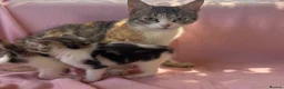 Mixed Breed cats for sale: Beautiful kittens  - Advert 1