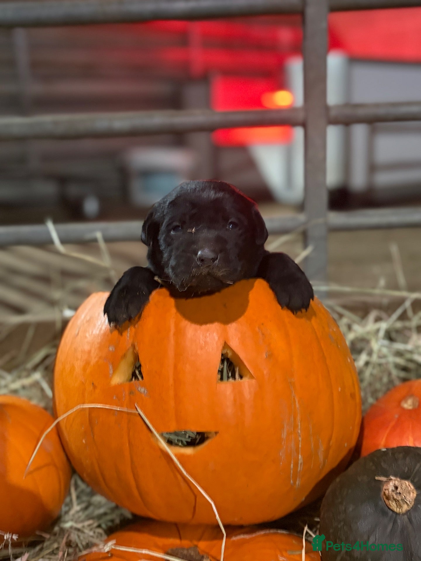 Labrador Retriever dogs for sale: Black chunky Labrador puppies  - Advert 3