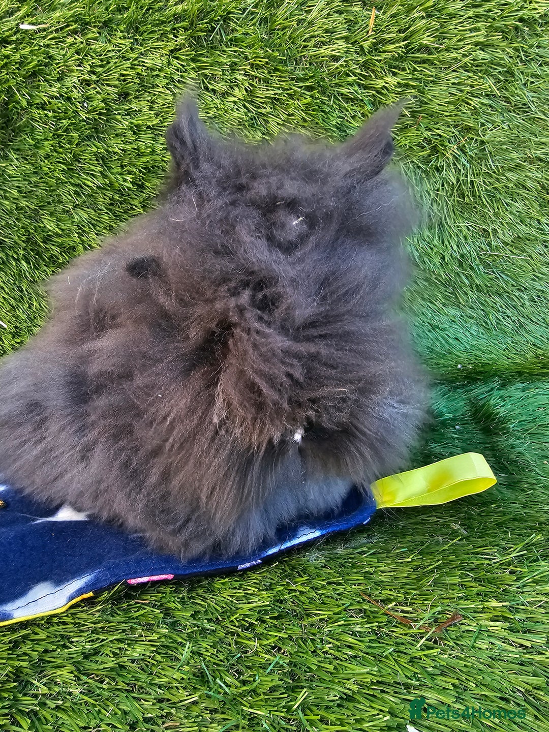 Lionhead rabbits for sale: Double mane lionheads different litters  - Advert 3