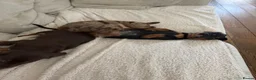 Miniature Dachshund dogs for sale: Lovely Miniature Dachshund Puppies  in Ipswich - Advert 7