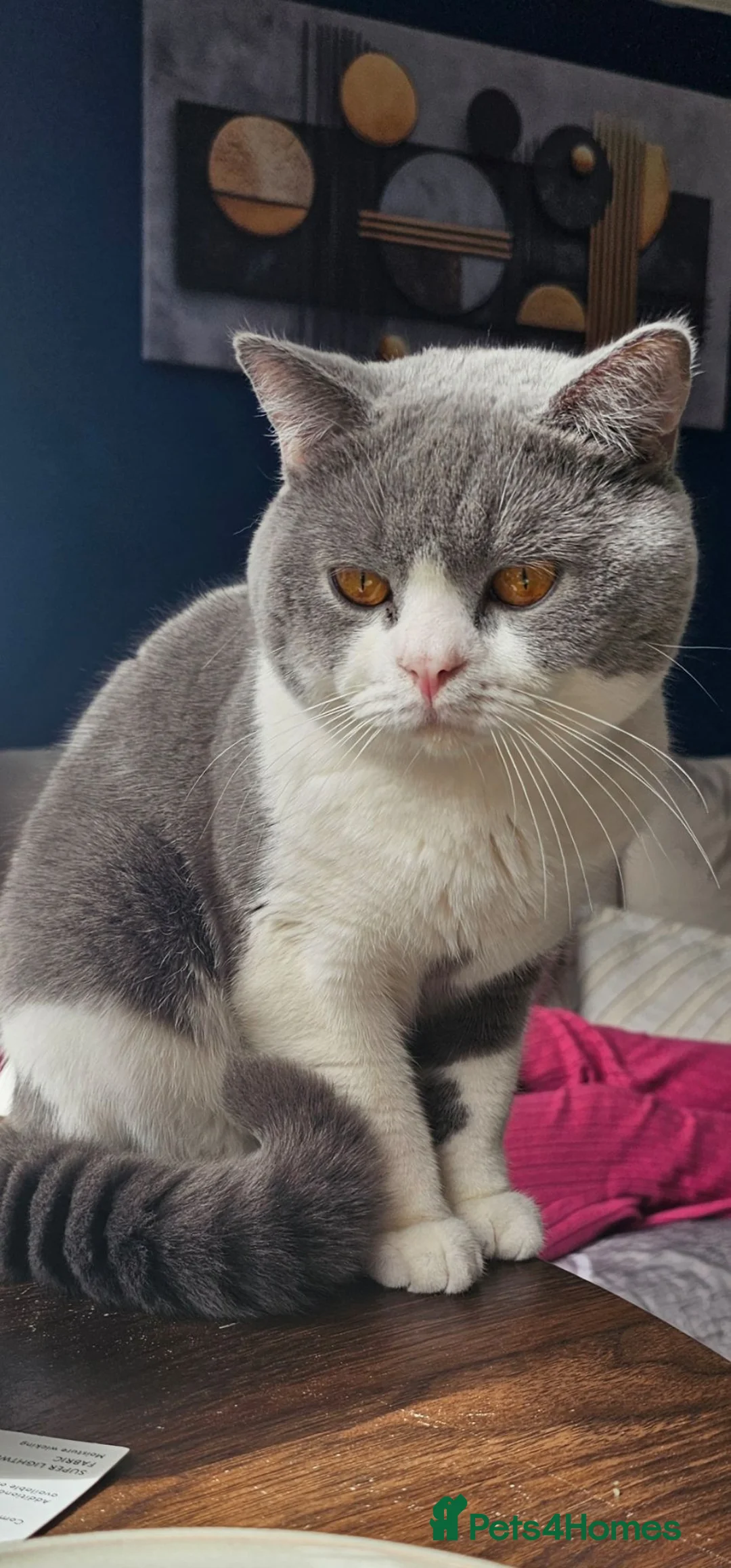 British Shorthair cats for sale: British shorthair kittens - Advert 12