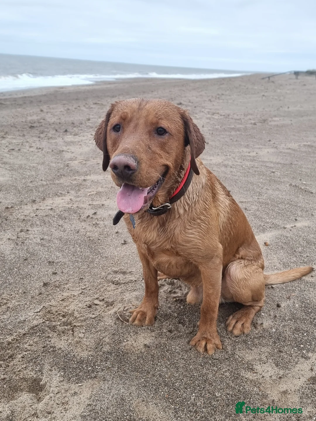 Labrador Retriever dogs for sale: 2 year old labrador  in Woodhall Spa - Advert 6