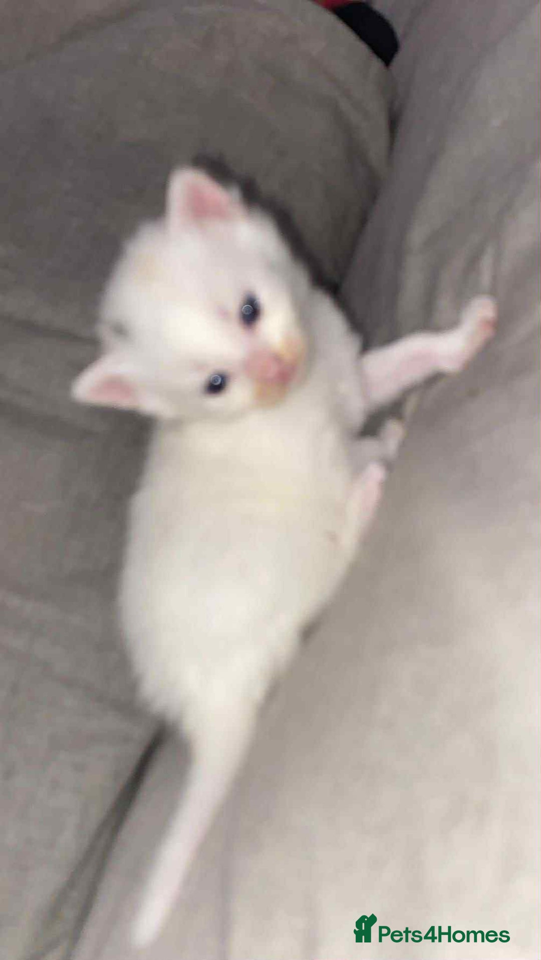 Mixed Breed cats for sale: Ragdoll x kittens - Image 3
