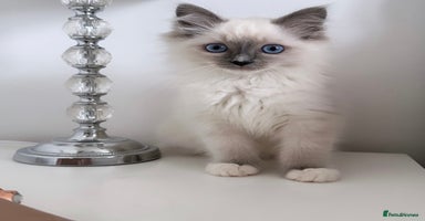 Ragdoll cats - Advert 14