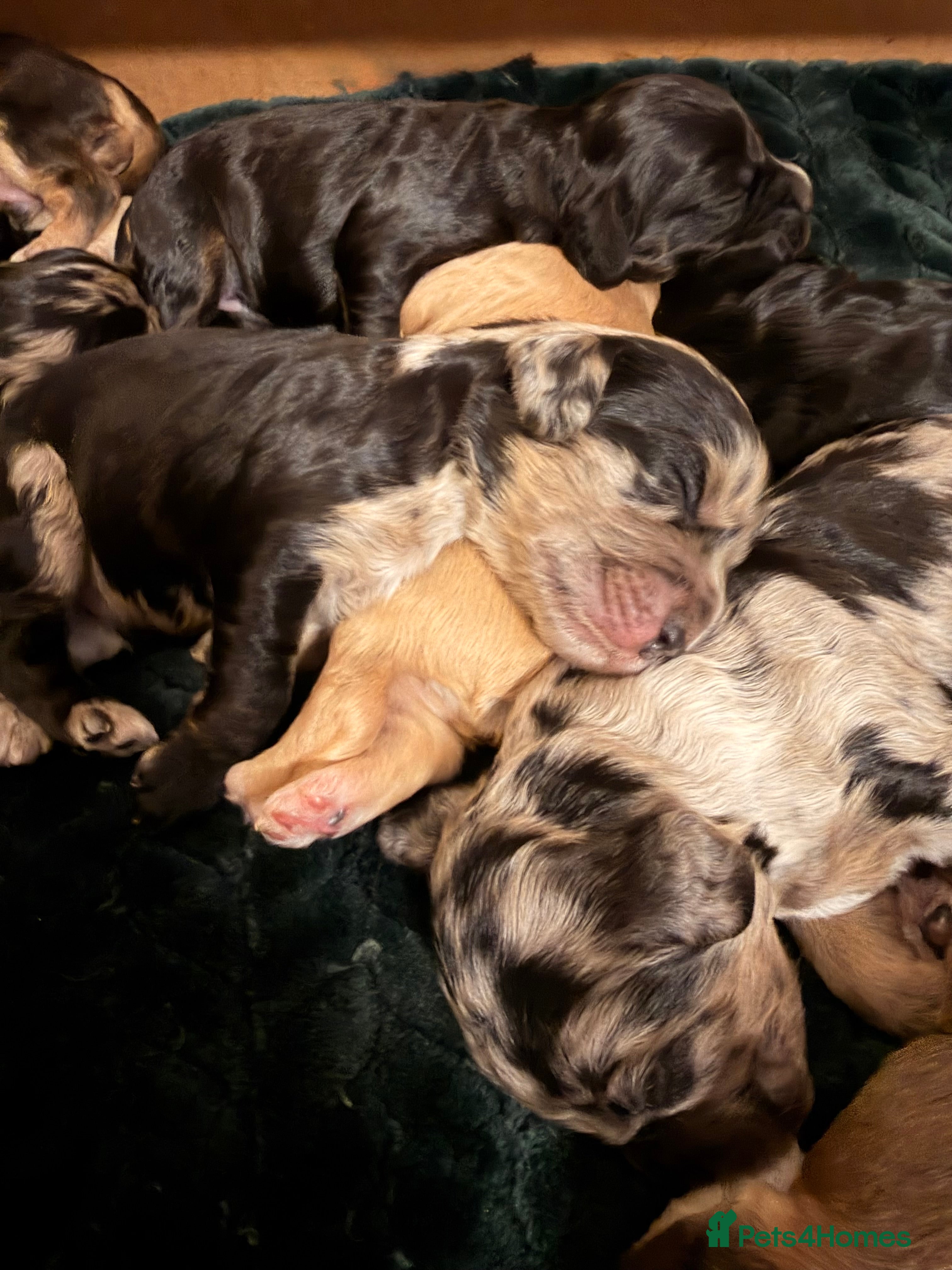 Cockapoo dogs F1 Cockapoo Puppies - Advert 6