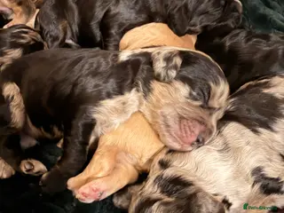 Cockapoo dogs F1 Cockapoo Puppies - Advert 6