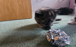 Mixed Breed cats for sale: Mixed breed kittens  - Image 10