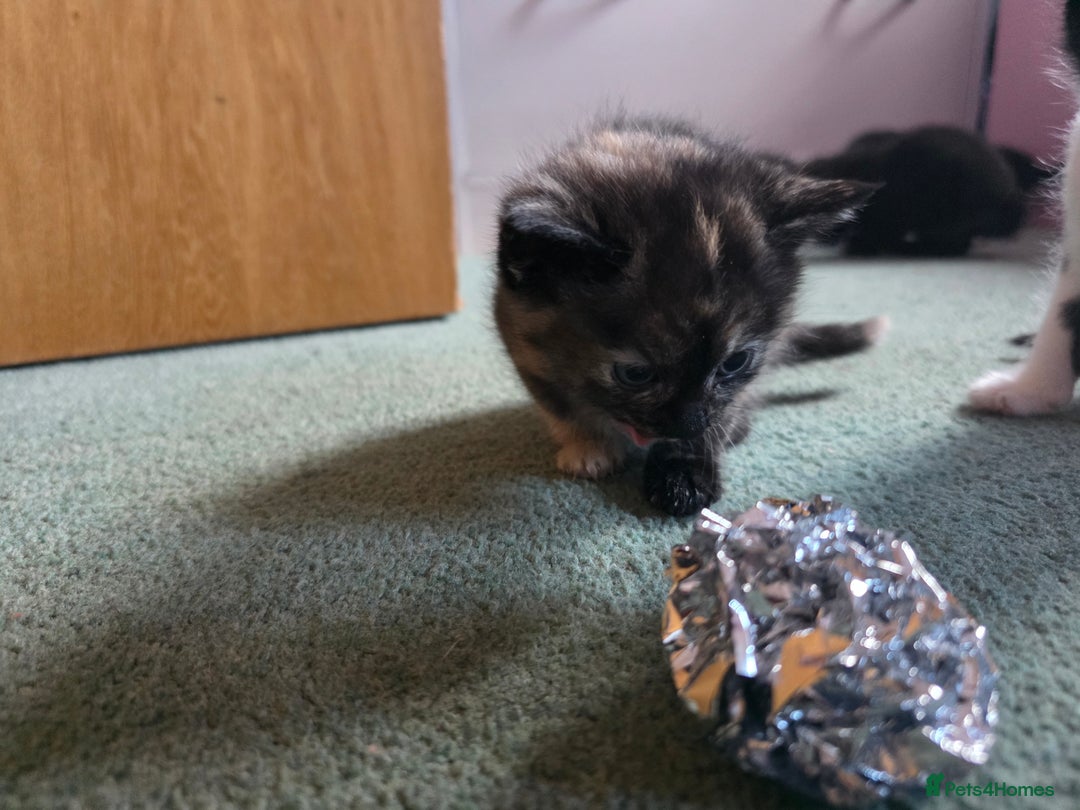 Mixed Breed cats for sale: Mixed breed kittens  - Image 10