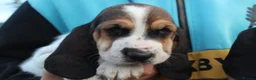 Basset Hound dogs for sale: Tri colour Bassethound puppies - Advert 4