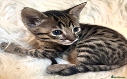 Savannah cats for sale: Gorgeous Female SBT kittens - Image 6
