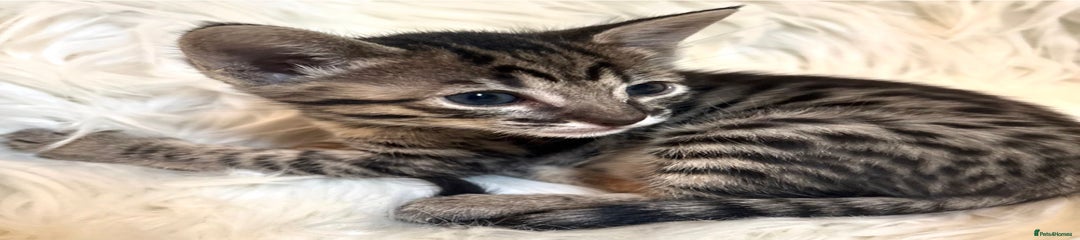 Savannah Kitten 3 Haze