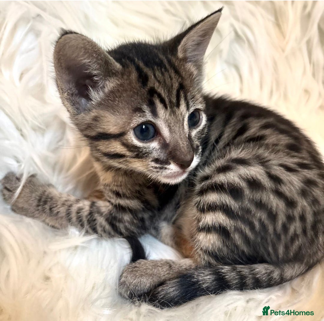 Savannah cats for sale: Gorgeous Female SBT kittens - Image 6