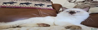 Ragdoll Brown
