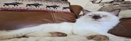 Ragdoll cats for sale: Fully Vaccinated, Microchipped, Insured Ready Now  - Advert 35