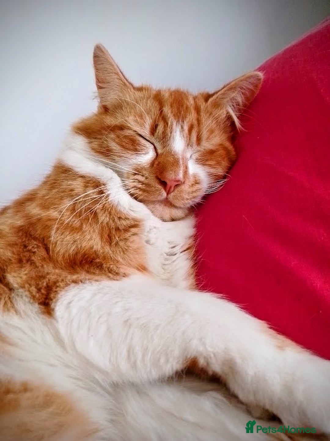 Maine Coon cats for sale: Exceptional Maine Coon x BSH Kittens Available Now - Image 4