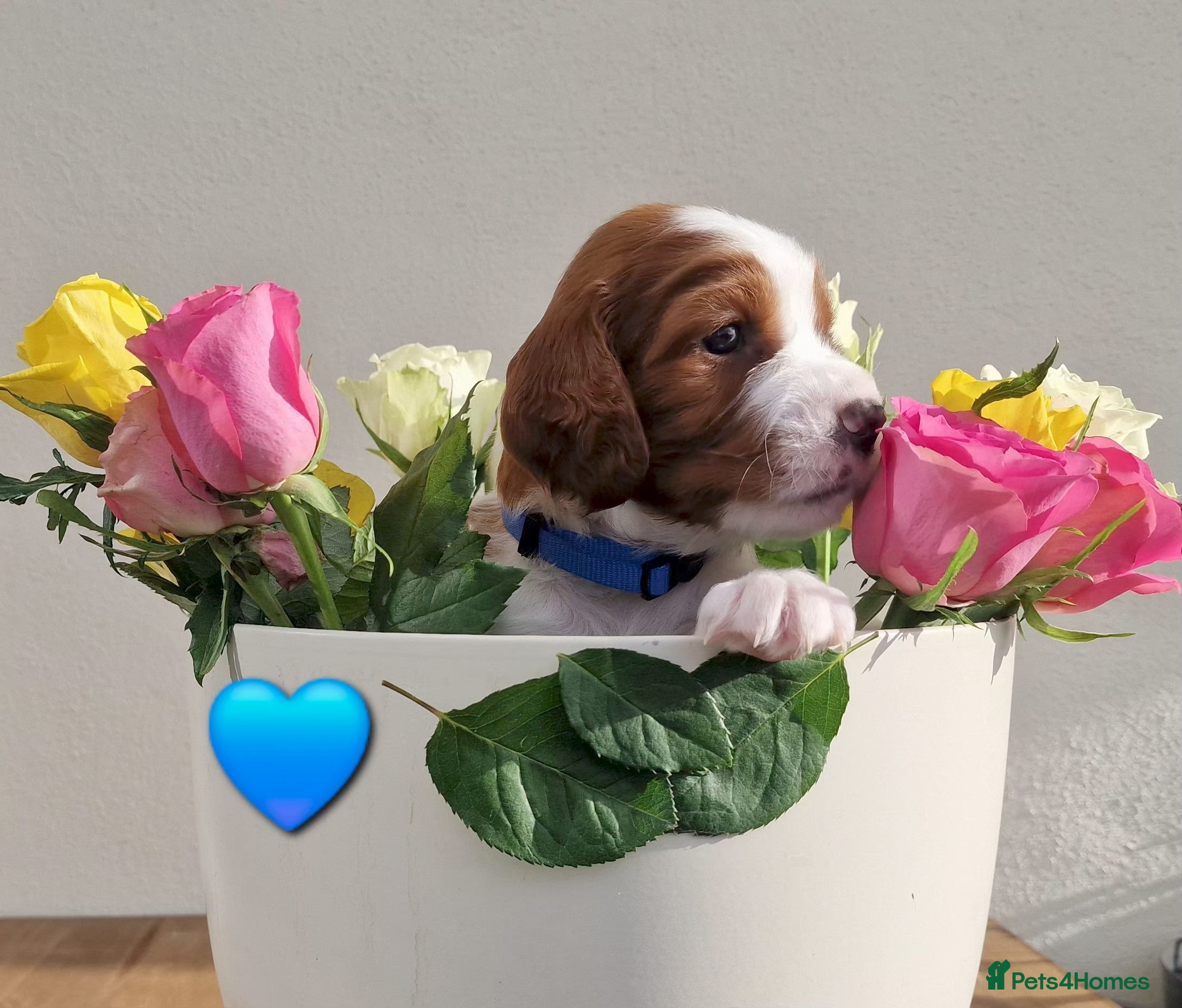 Welsh Springer Spaniel dogs Quality Welsh Springers | Exceptional homes only. - Advert 3