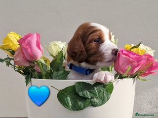 Welsh Springer Spaniel dogs Quality Welsh Springers | Exceptional homes only. - Advert 2