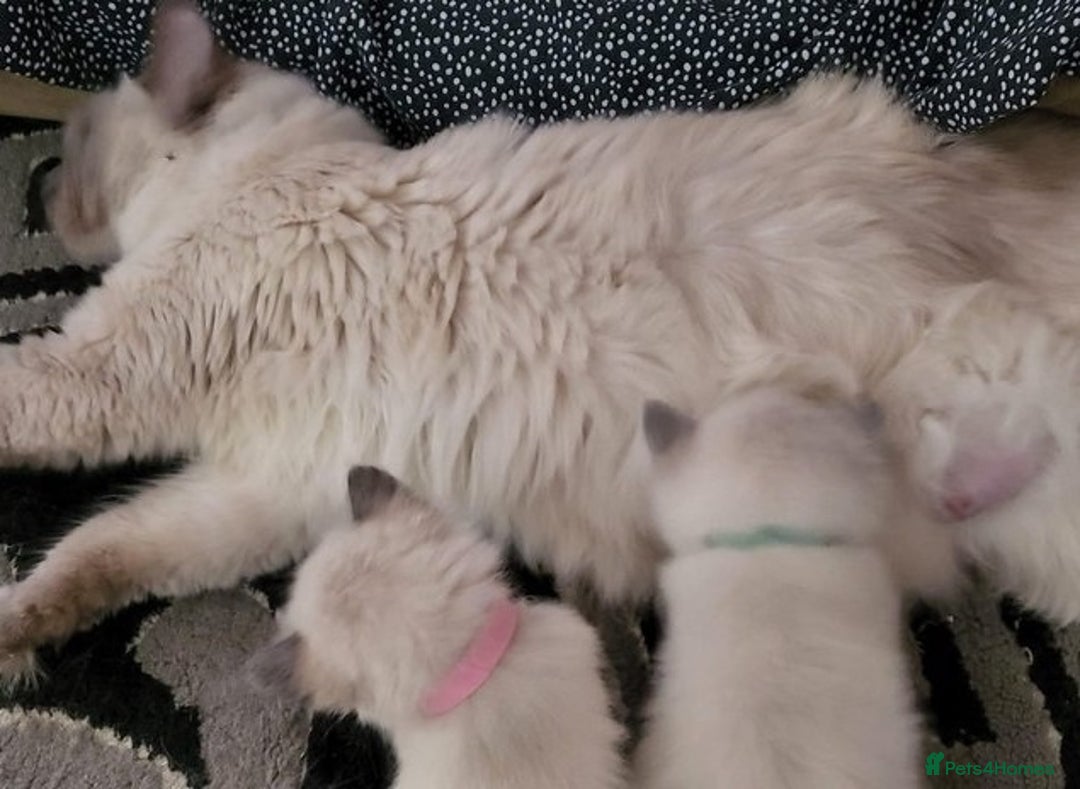 Ragdoll cats for sale: 🌟stunning Pure-Rag dolls for good homes - Advert 8