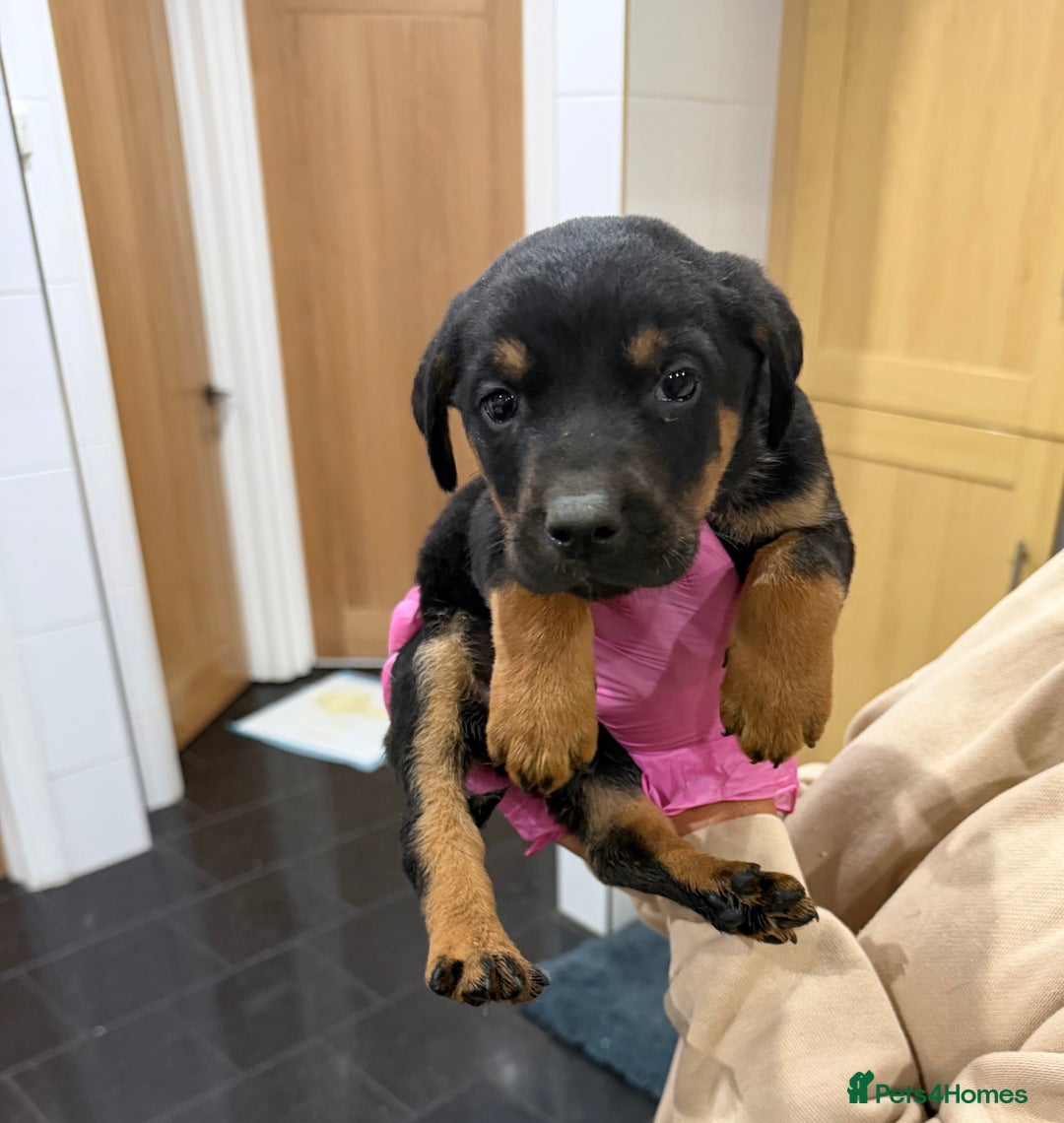 Mixed Breed dogs for sale: Doberman X puppies for sale  - Advert 29