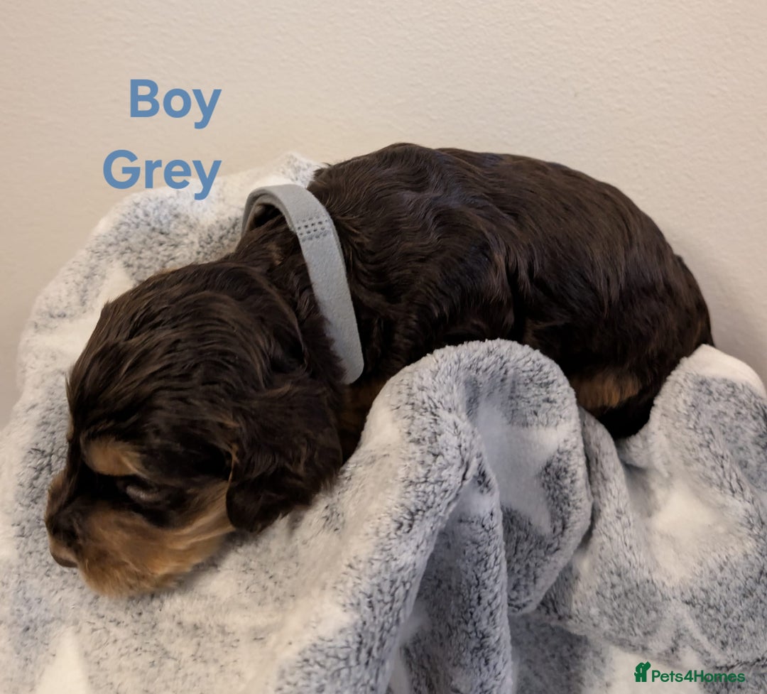 Cockapoo dogs for sale: Beautiful Cockapoo puppies 🐶 😍  - Image 29