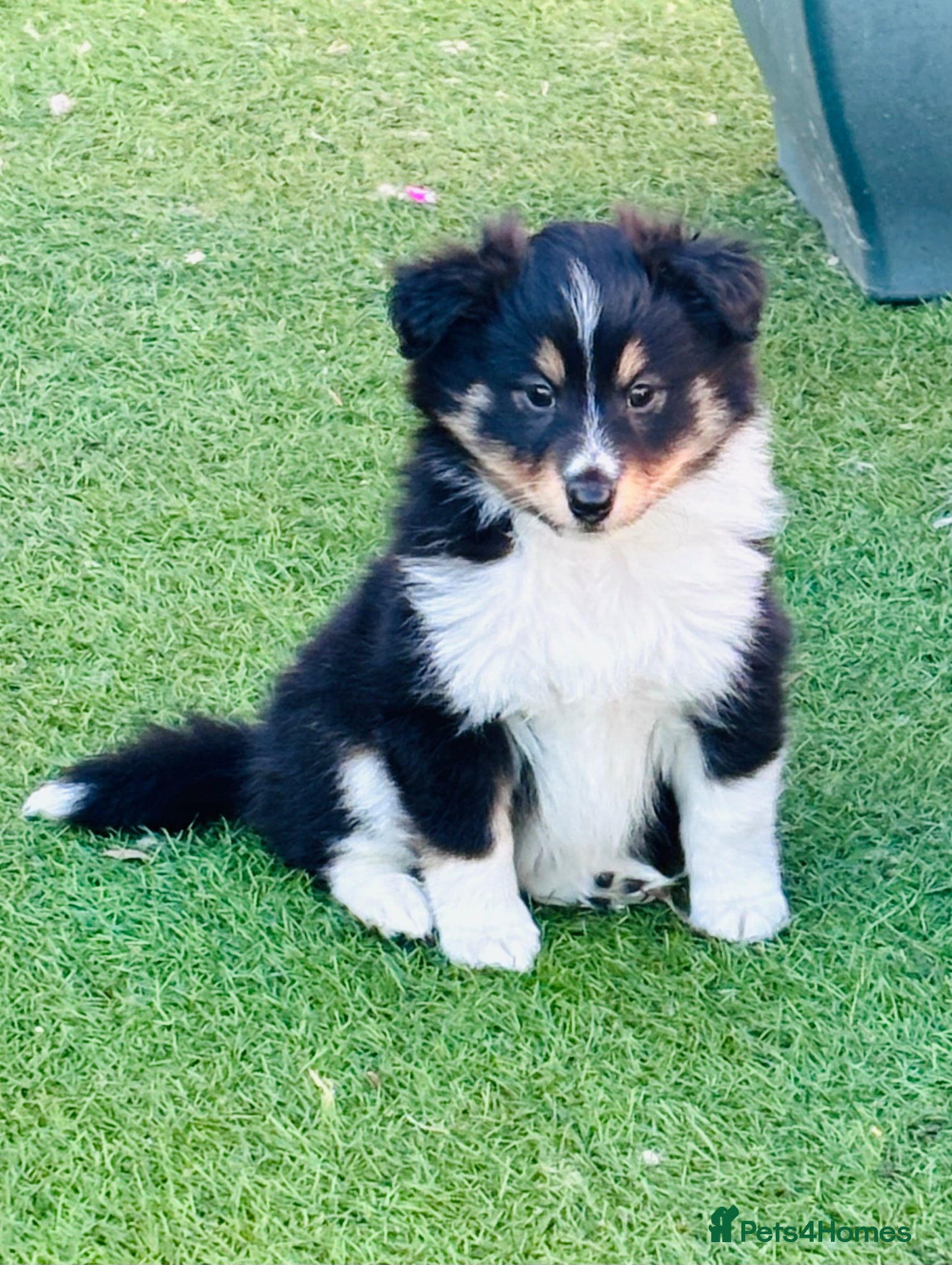 Shetland Sheepdog dogs Beautiful Shetland sheepdog puppies  - Advert 8